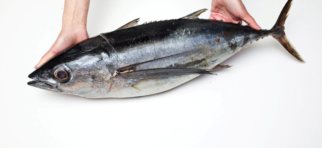 Canned tuna: Water-packed Vs. Oil- packed.