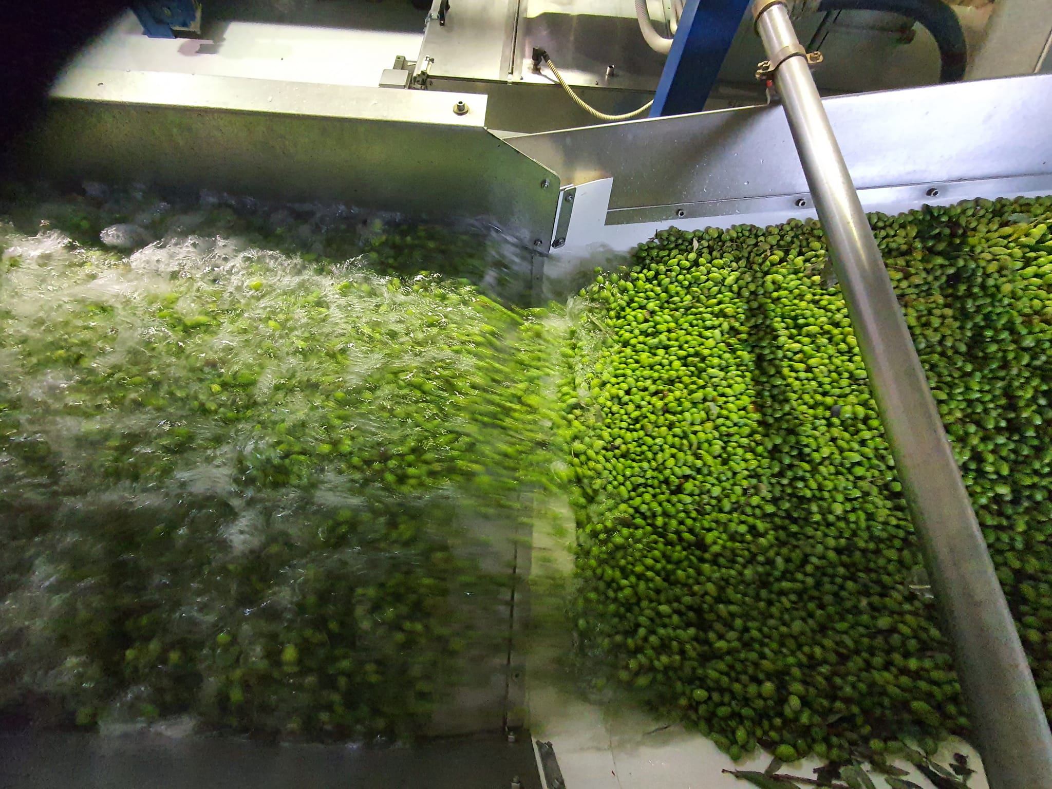 High Polyphenol Limited Production Greek Extra Virgin Olive Oil 7