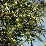 Greek Early Harvest Green Extra Virgin Olive Oil (Agourelaio) 6