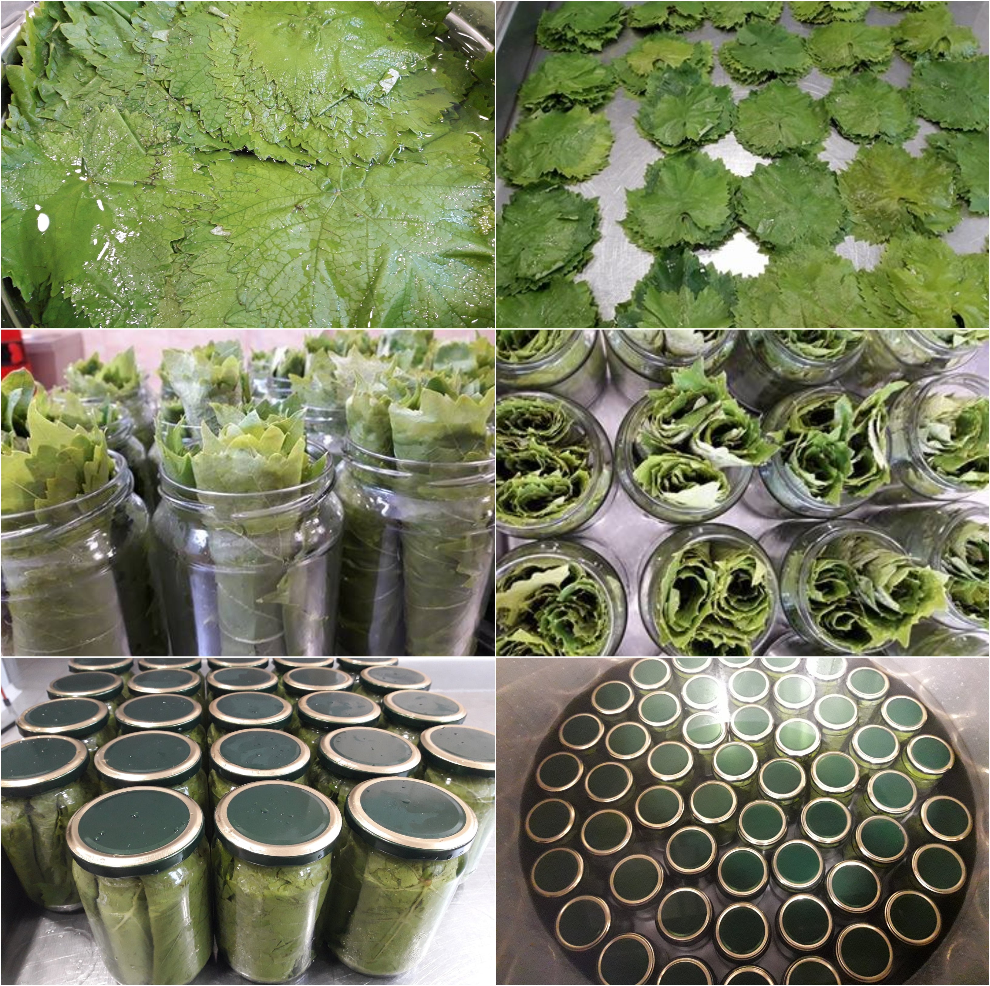 Greek Vine Leaves Hand-Picked Soultanina Variety 7
