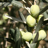 Greek Green Olives with Chilli Flakes 2