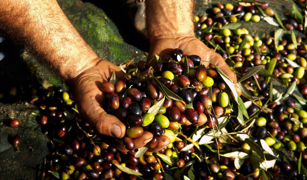 Olive: The blessed Greek fruit