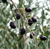 Greek Organic (Bio) Extra Virgin Olive Oil with Red Saffron (Krokos Kozanis) 6
