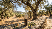 Greek Extra Virgin Olive Oil P.D.O. Kalamata 