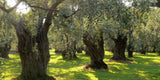 Greek Extra Virgin Olive Oil P.D.O. Kalamata 8