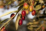 Greek Natural Black Olives Amfissis Variety 8