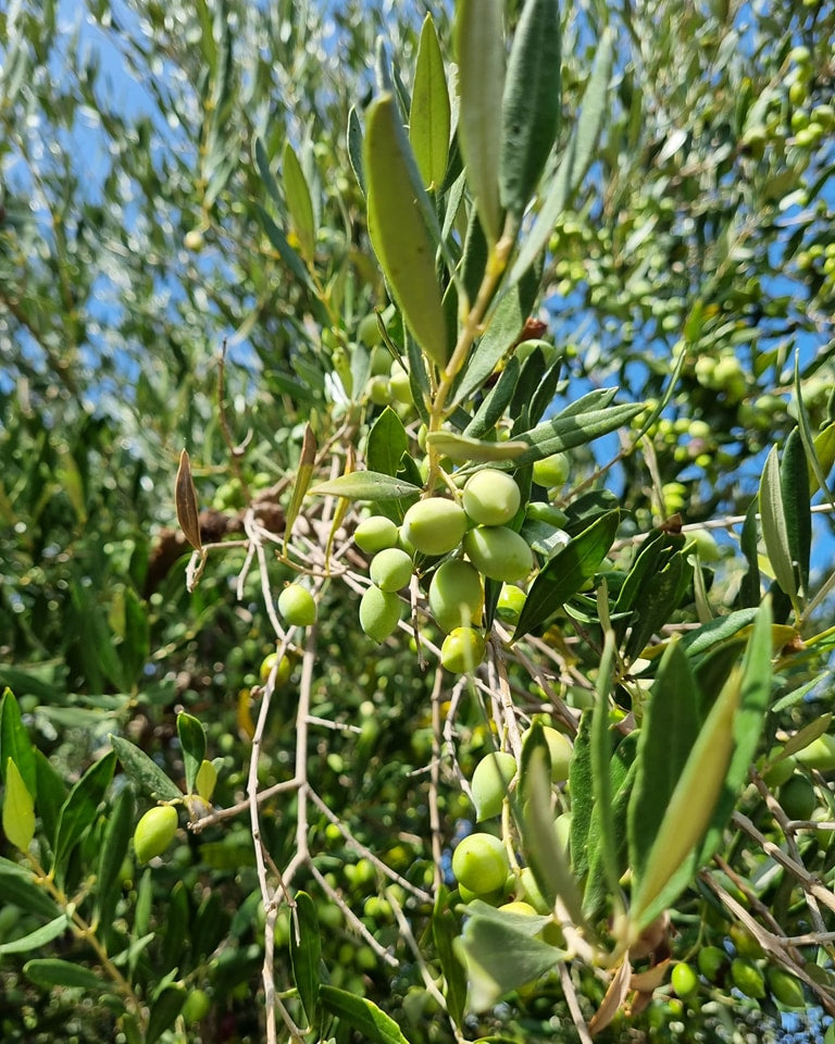 High Polyphenol Limited Production Greek Extra Virgin Olive Oil 4