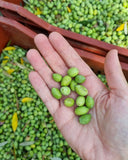 High Polyphenol Limited Production Greek Extra Virgin Olive Oil 5