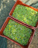 High Polyphenol Limited Production Greek Extra Virgin Olive Oil 6