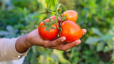 Handmade Greek Tomato Sauce with Basil 6