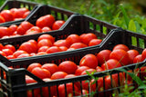 Handmade Greek Tomato Sauce with Onion 7