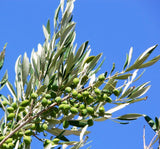 Greek extra virgin olive oil from Crete  ceramic bottle 7