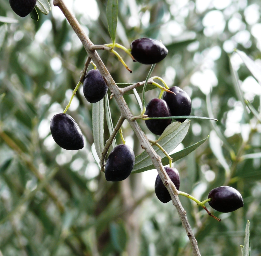 Greek Extra Virgin Olive Oil P.D.O. Kalamata 2
