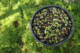 Greek Assorted Olives 3