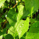 Greek Organic (Bio) Vine Leaves 950gr Glass Jar 9