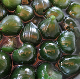 Greek Sweet Fruit Preserve in Syrup  Fig 2