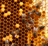 Greek Raw Organic Forest & Thyme Honey 2