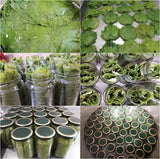Greek Vine Leaves Hand-Picked Soultanina Variety 7