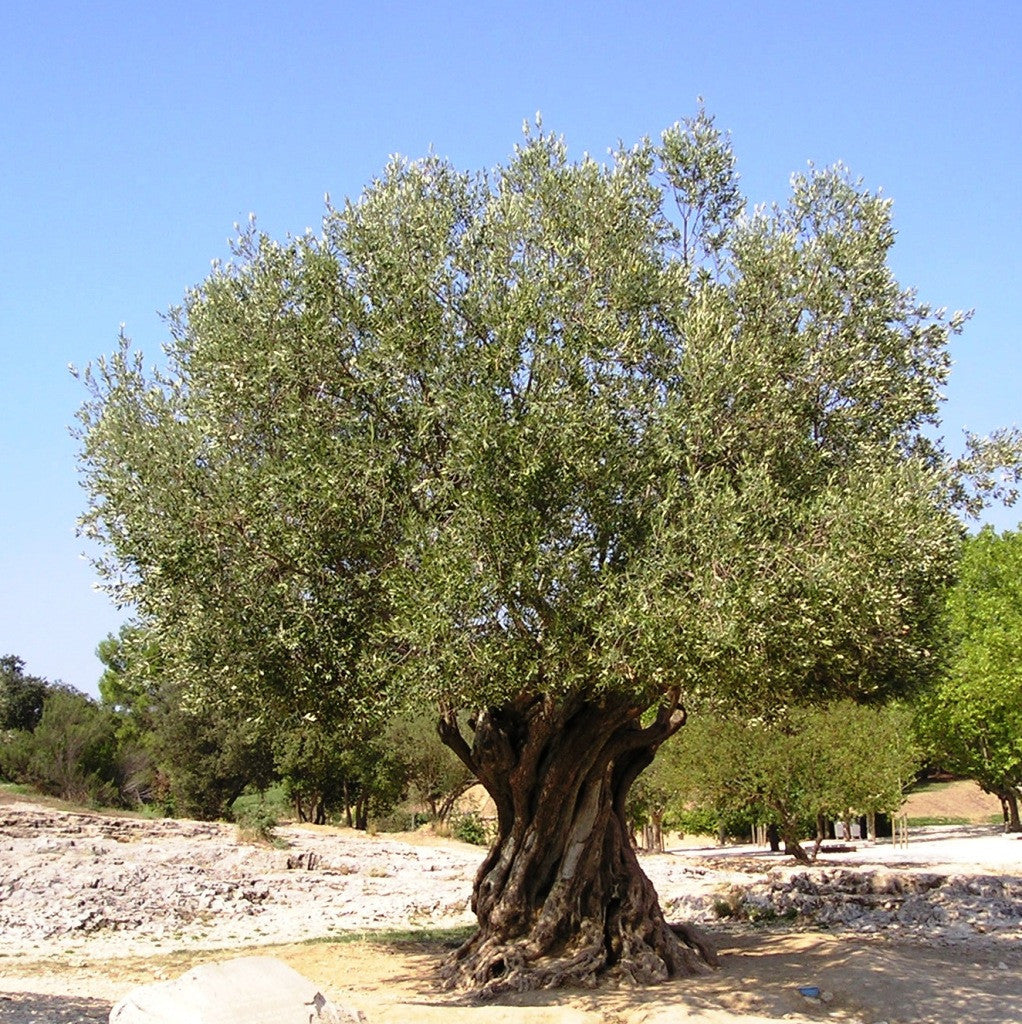 Greek Extra Virgin Olive Oil from Crete 