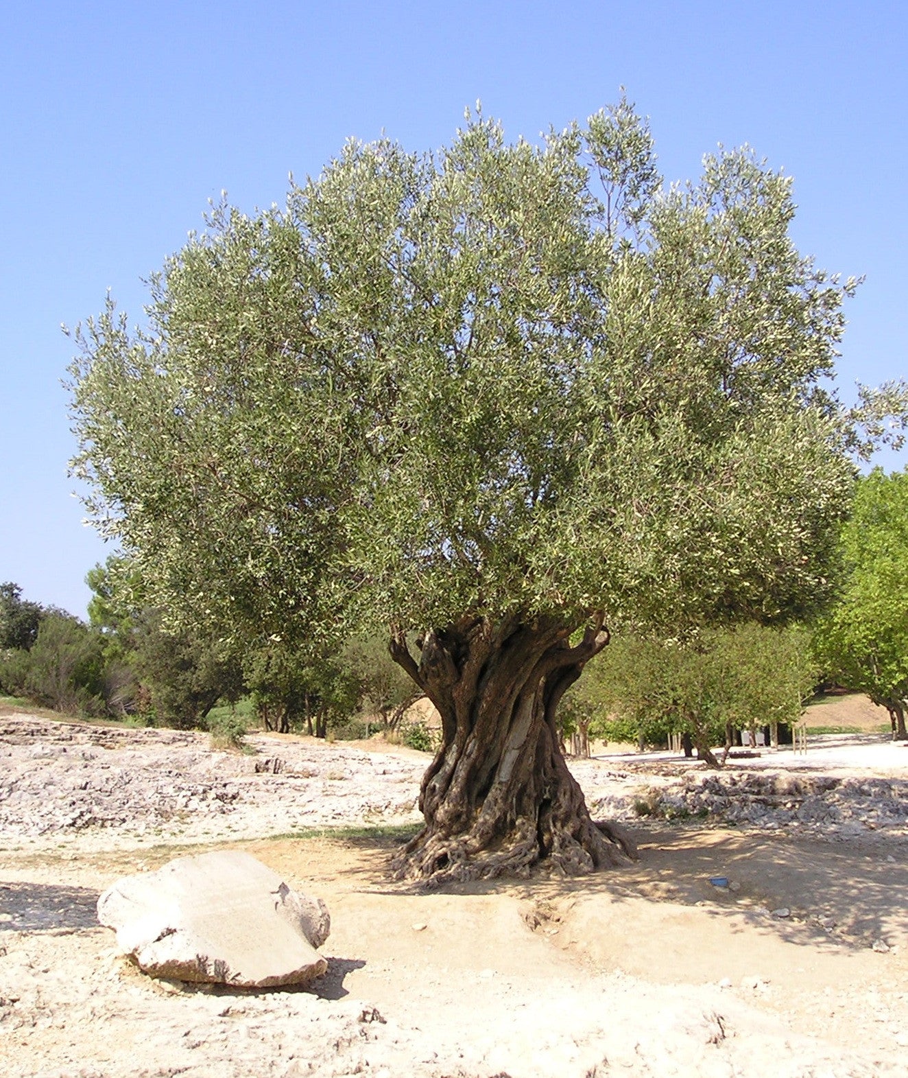 Greek Extra Virgin Olive Oil from Crete 5lt 9