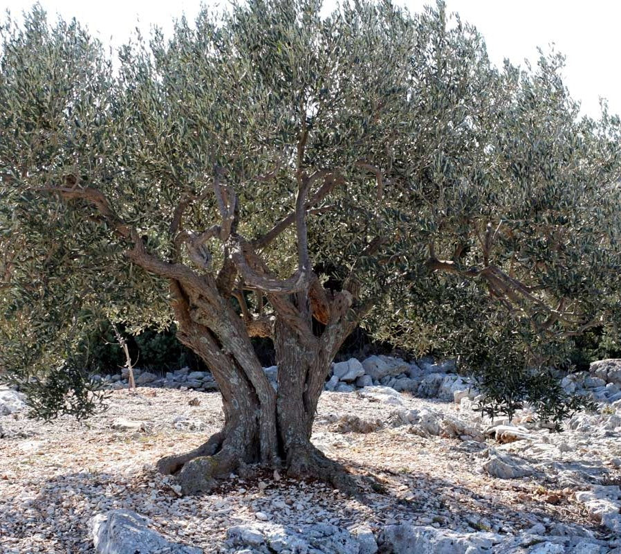 Certified Greek Organic (Bio) extra virgin olive oil from Crete, 1 lt ...