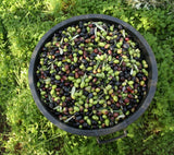 Assorted Greek Olives with Chilli Flakes 5