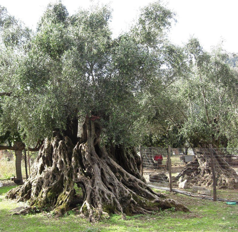 Grelia Greek Extra Virgin Olive Oil 7