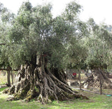 Grelia Greek Extra Virgin Olive Oil 7