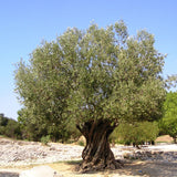 Greek extra virgin olive oil from Crete 3Lt Tin can 5