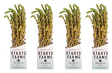 Greek Mountain Tea (Sideritis herb) 1