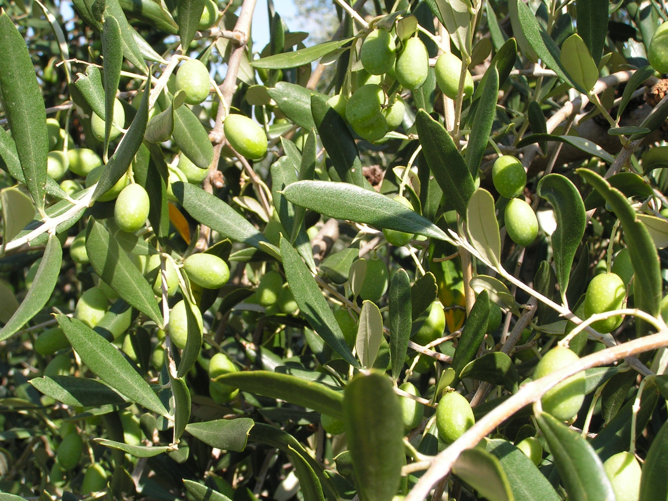 Greek Green Olives with Oregano 2