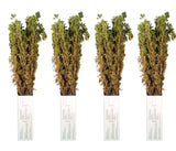 Greek Dried Oregano Bunch 4