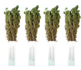 Greek Dried Oregano Bunch 5