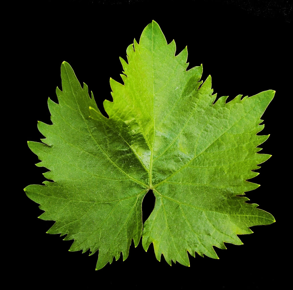 Greek Vine Leaves Hand-Picked Soultanina Variety 13