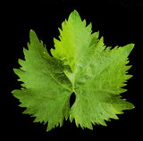 Greek Vine Leaves 900gr Glass Jar 11