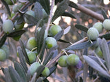 Greek Green Olives with Rosemary 2