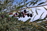 Premium Greek Original Kalamata Olives 6