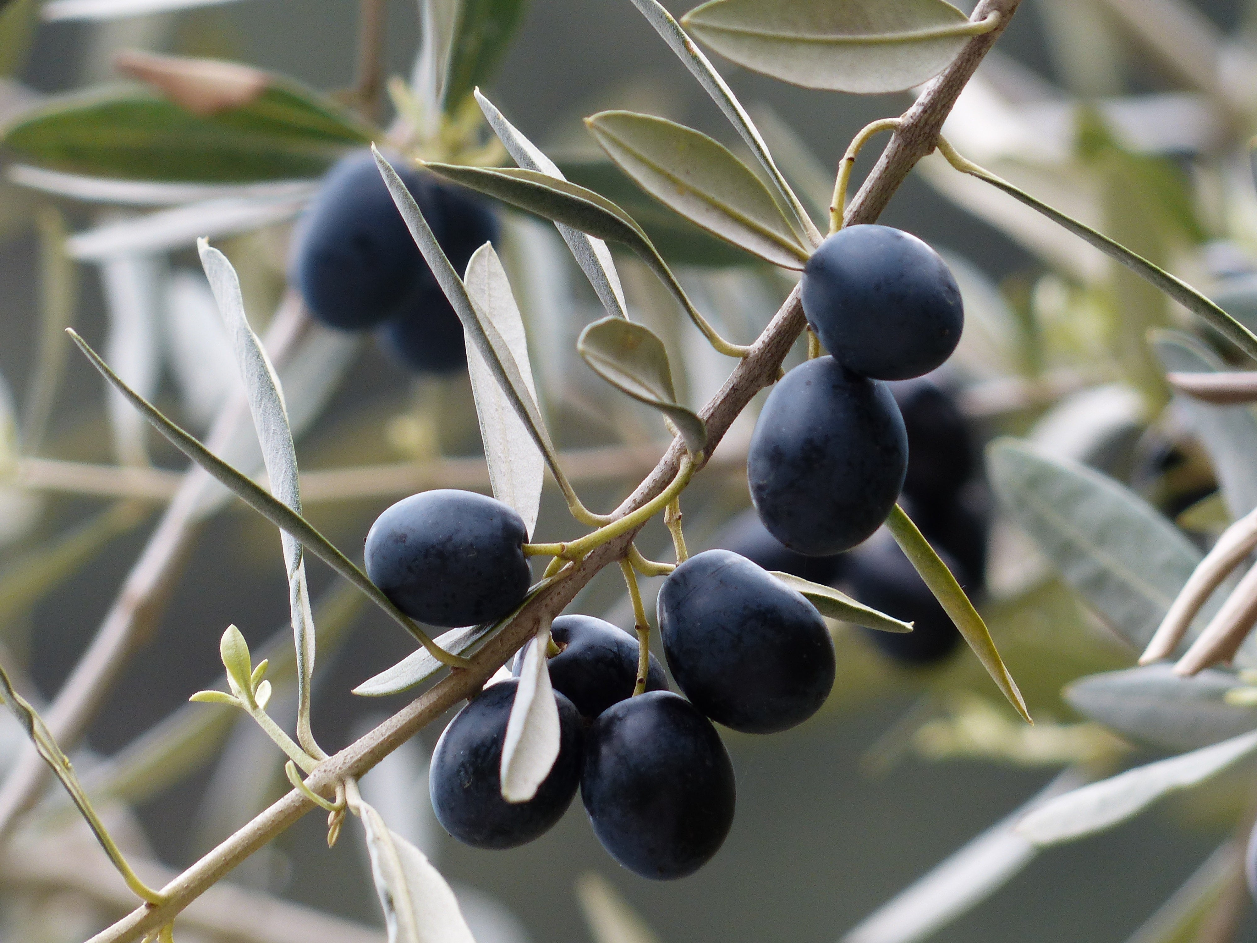 Greek Black Raisins Olives 2